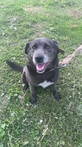 The video shows a medium-sized, gray-haired dog with a white chest patch, sitting on a patch of green grass. The dog has brown eyes and a black nose and wears a thick, tan-colored collar with metal accents. A leash appears to be attached to the collar. The camera moves closer, providing a close-up view of the dog's face, then pans down its body before slightly circling around it. The dog remains mostly still.