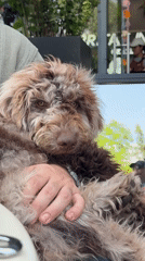 Dog owner dines with Lagotto Romagnolo at Puebla restaurant