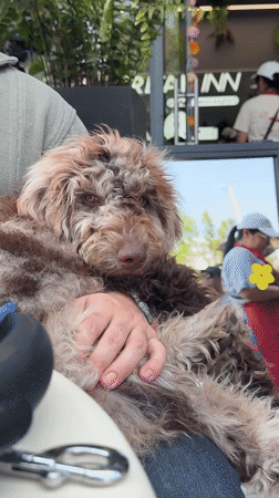 Dog owner dines with Lagotto Romagnolo at Puebla restaurant