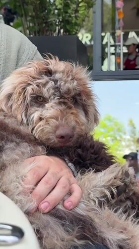 Dog owner dines with Lagotto Romagnolo at Puebla restaurant