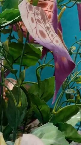 The camera is focused on artificial plant life, with bright green leaves and pink and white floral patterns. The flowers have brown circular patterns on their petals. The background is a teal color.