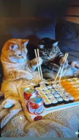 Two cats, an orange tabby and a grey tabby, are sitting on a blanket, attempting to eat sushi with chopsticks. A tray in front of them holds a variety of sushi rolls and two cans of Coca-Cola. The cats are looking at the sushi with intense focus. The orange tabby is holding a piece of sushi with chopsticks in its mouth. The grey tabby is also holding chopsticks and appears to be trying to pick up a piece of sushi. The cats' mouths are open, and their eyes are wide. The scene is dimly lit, and the background is dark and blurry, suggesting the cats are indoors.