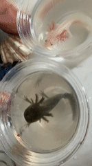 Bubble tea run in Huizhou with axolotls on the side