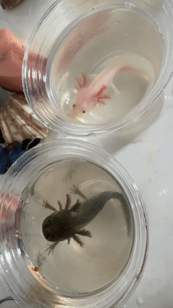 Bubble tea run in Huizhou with axolotls on the side