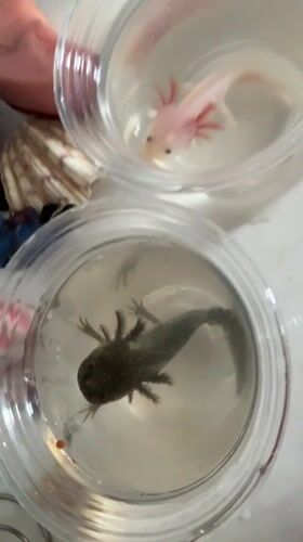 Bubble tea run in Huizhou with axolotls on the side