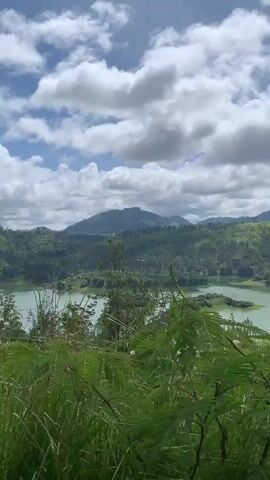 The video shows a panoramic view of a lush green landscape with a body of water. The foreground is filled with tall green grass and foliage, with a tall, thin tree positioned in the center of the frame. In the middle ground, a tranquil lake or reservoir is visible, with small islands covered in vegetation. The background features rolling hills and mountains covered in dense greenery, receding into the distance. The sky above is a bright blue, dotted with fluffy white clouds, suggesting pleasant weather. The camera appears to be positioned on a slight incline, offering a descending perspective of the scene. No people or animals are visible in the video. The overall impression is one of natural beauty and serenity.