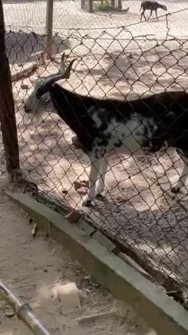 The video shows a black and white goat standing inside a fenced enclosure. The fence is made of metal mesh. The ground inside the enclosure is sandy. Outside the enclosure, there is a concrete border. The goat appears to be looking around. In the background, another deer-like animal can be seen.