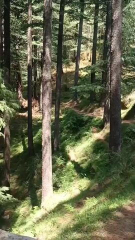 A path winds through a dense forest of tall, slender trees. Sunlight filters through the canopy, casting dappled shadows on the mossy ground and dirt trail. Green grass and ferns grow alongside the path, with scattered rocks and exposed roots adding texture to the terrain. The scene appears serene and natural, suggesting a tranquil woodland setting.