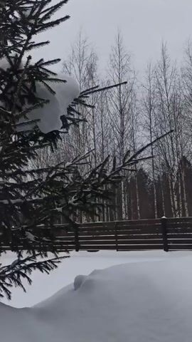 The video shows a winter scene. The foreground contains a snow-covered ground and a dark green evergreen tree with patches of snow on its branches. Beyond the tree, there is a view of bare trees and a wooden fence, all covered in snow. The sky appears overcast. There is no audible sound in the video.