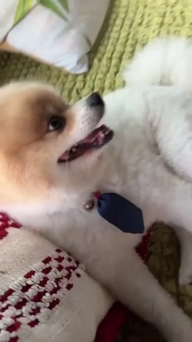The video features a close-up of a small, fluffy Pomeranian dog with tan and white fur. The dog is wearing a blue bandana with a red tie and a small silver bell around its neck. It is lying on a textured green couch, next to a white and red patterned pillow. In the background, another pillow with a green bamboo leaf pattern is visible. The dog is looking to the right, with its mouth slightly open, appearing to be panting or in a relaxed state. The lighting suggests it is daytime, and the setting is indoors, likely a living room. The dog's expression is alert and perhaps a little playful. No visible text is present in the video.