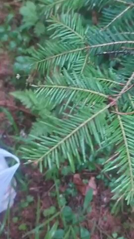 The video shows a close-up view of the ground in a forest. There are several pine needles and green ferns visible. In the foreground, there are two white plastic bags. One bag is open and contains a large quantity of yellow and white mushrooms. The other bag appears to be closed and contains a larger mushroom with a white cap and brown stem. The video zooms in slightly on the bag of mushrooms.