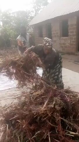 Two people are working with a large pile of what appears to be dried sorghum on top of white tarps spread on the ground outdoors. The person in the foreground, wearing a headscarf and a dark shirt, is picking through the pile. Behind them, another person is using a long stick to stir or beat the pile of sorghum. A simple brick building with a metal roof is in the background. The scene is bright but somewhat hazy, suggesting a dusty or humid environment.