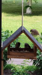 Backyard bird feeders busy with sparrows in Rosinka