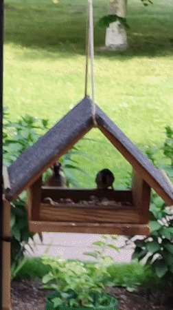 Backyard bird feeders busy with sparrows in Rosinka