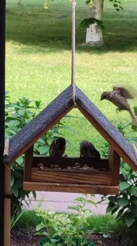 Backyard bird feeders busy with sparrows in Rosinka