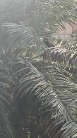The video shows a palm tree with numerous large, green fronds swaying gently. Some sunlight shines through the leaves. In the background, partially obscured by the foliage, is a building with a weathered, light-colored exterior. Someone can be heard making whistling noises.