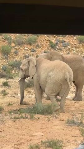 The video captures a close-up view of two elephants in a dry, open landscape, framed as if seen from inside a vehicle. The primary subject is an elephant on the left, shown from its side, with its trunk subtly curved downwards and small tusks visible. It appears to be walking slowly or standing still. Partially obscured by the first elephant, a second elephant is visible mostly from behind on the right, also seemingly standing or moving gently.

Both elephants exhibit light grey-brown, dusty, and wrinkled skin. The surrounding environment consists of reddish-brown soil, scattered rocks, and sparse, low-lying green shrubs, indicative of an arid or semi-arid region. The bright, clear lighting suggests it is daytime. The scene evokes a wildlife observation, consistent with a safari or game drive in the Witzenberg Local Municipality, South Africa. No visible text is present in the frame.