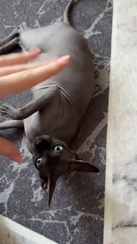 A person's hand is shown reaching towards a hairless cat lying on its back on a patterned rug. The cat has dark fur on its face and ears and lighter gray skin elsewhere. Its eyes are open and looking upwards. The hand is moving slightly in front of the cat's face, and the cat's front paws are raised as if playing or reacting to the hand. The rug appears to have a gray and white marbled pattern. The video is short and shows a brief interaction between the person and the cat.