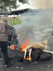 Informal animal slaughter and meat prep underway in Jos, Nigeria