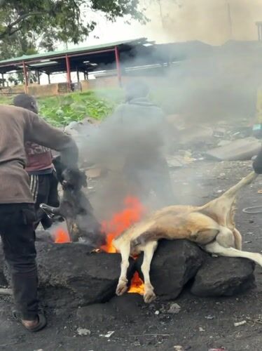 Informal animal slaughter and meat prep underway in Jos, Nigeria