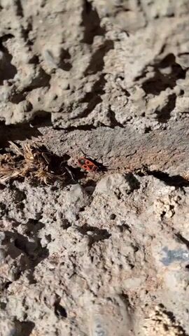 A close-up video captures a small, red and black insect moving along a rough, textured surface that appears to be made of stone or concrete. The insect is dark with bright red markings, most notably on its back, and has visible legs. It is positioned on a slightly raised ledge, partially obscured by some dry, fibrous material. The background consists of the same rough, uneven surface, with shadows indicating it is outdoors or in a dimly lit area. The insect is the sole focus and appears to be navigating its environment.