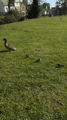 Duck family spotted on lawn in South Kesteven