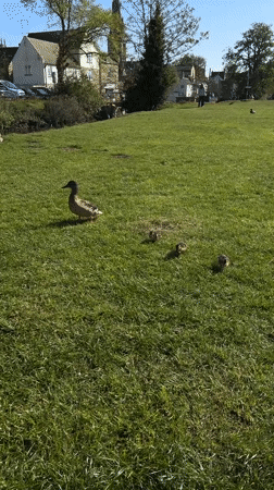 Duck family spotted on lawn in South Kesteven