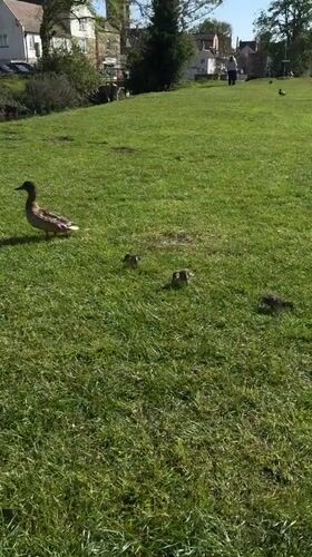 Duck family spotted on lawn in South Kesteven