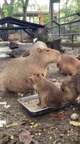 Early morning animal feeding documented at Davao Crocodile Park