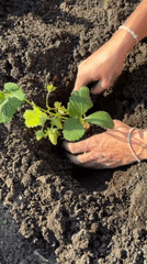 Woman plants strawberries, helicopter spotted over Emel'yanovo, Russia