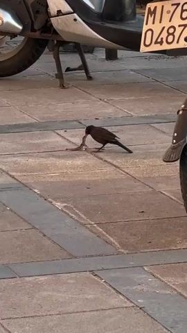 A black bird is seen on paved ground, likely a sidewalk or street. The bird is actively engaged with a lizard, which it appears to be hunting or consuming. In the initial frames, the bird holds the lizard in its beak. It then performs a vigorous movement, appearing to shake or hit the lizard against the ground, possibly to incapacitate it. Following this, the bird adjusts its grip on the lizard.

Part of a scooter or motorcycle is visible in the background and foreground, including a tire, fender, kickstand, and a portion of its bodywork. A license plate on the scooter is partially visible, displaying "MI-76 0487". The scene takes place outdoors during what appears to be daytime, with natural light casting soft shadows on the ground. The setting suggests an urban or semi-urban environment in Italy, consistent with the "MI" on the license plate for Milan.
