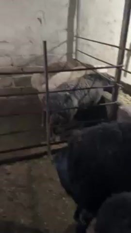 The video depicts a dimly lit barn interior. Several sheep with thick, dirty wool are visible in separate enclosures made of metal bars. Some sheep have lighter colored wool, while others are black.  The camera moves slightly, providing different angles of the sheep and their enclosures. The walls of the barn are made of rough, light-colored blocks. One sheep appears to be eating from a trough filled with hay.