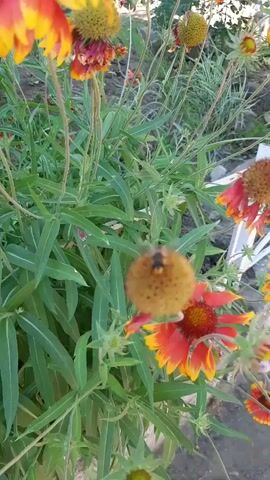 A close-up shot focuses on a bee collecting nectar from a blanket flower. The bee, with its striped body and transparent wings, is centered on the flower's brown center, surrounded by reddish-orange petals. Other blanket flowers with similar vibrant petals are visible in the background, along with lush green foliage and hints of a blurred outdoor environment. The camera remains steady, capturing the bee's delicate work against the colorful backdrop of the flowers.