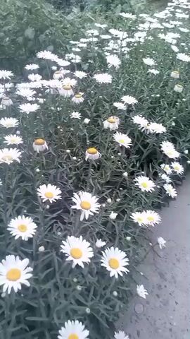 A patch of white daisies with yellow centers is in bloom in a garden. The flowers are in various stages of bloom, with some fully open and others still in bud. The leaves are a dark green, and the stems are thin and wiry. The background is blurred, but it appears to be a lush green environment, possibly with trees or other foliage. The lighting is natural, suggesting it is daytime, and the overall mood is serene and peaceful.