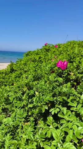 A vertical video shows a lush green bush with several pink flowers in the foreground, swaying gently in the wind. In the background, a sandy beach meets the bright blue ocean under a clear sky. The waves are visible in the distance.