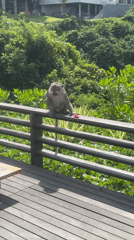 Monkeys observed mating on deck railing in Kuta Selatan