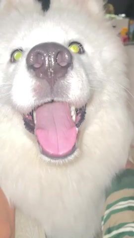 The video shows a close-up of a white dog's face, likely a Samoyed or similar breed, with its mouth open and pink tongue hanging out. The dog's eyes are a light green color. The camera appears to be held very close to the dog, as the nose and tongue fill most of the frame. There are quick shifts in focus and perspective, suggesting the dog might be moving or the camera is being moved around. In some frames, a bit of a striped fabric can be seen in the background. The overall impression is an intimate and playful interaction with the dog.