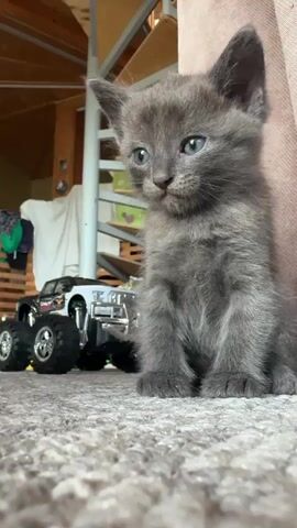 A grey kitten sits on a carpeted floor. To its left is a toy monster truck. Behind the kitten, a spiral staircase with wooden steps is visible. A beige curtain hangs to the right of the kitten.
