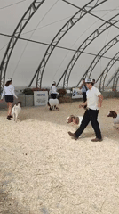 Inside the Saint-Hyacinthe agricultural fair's livestock exhibits