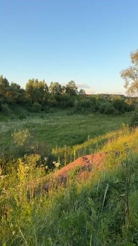 The video shows a panorama of a rural landscape during the golden hour. Tall green grass and wildflowers dominate the foreground, sloping upwards towards a gentle hill. A path, likely a dirt road, is visible on the hill, winding its way through the vegetation. Various trees, including deciduous and coniferous species, dot the landscape, some clustered together and others standing alone. In the background, a clear blue sky with a hint of sunlight suggests it is late afternoon or early evening. The overall impression is one of serene, untouched nature, with the warm light casting long shadows and highlighting the textures of the plants. There are no people or animals visible in the frame.