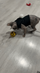 Man shares ice cream with sweater-wearing hairless cat in Kazan