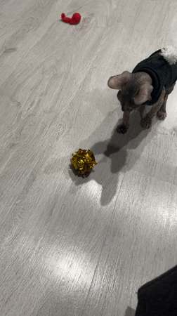 Man shares ice cream with sweater-wearing hairless cat in Kazan