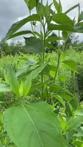This is a close-up, vertical video taken from ground level in a field of tall, green plants. The camera pans slightly upward and to the right. The foreground is dominated by a tall plant with large, pointed green leaves and several buds at the top. In the background, a dense field of various green plants stretches to the horizon. The sky is overcast with heavy, dark gray clouds. Trees are visible in the distance, forming a dark green line against the sky. The overall impression is one of lush, wild vegetation under a cloudy sky.