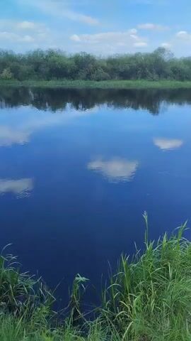 This media file captures a serene natural scene. The primary subject is a wide, calm river reflecting a bright blue sky dotted with fluffy white clouds. The far bank of the river is lined with a dense band of lush green trees and vegetation, also mirrored in the water's surface. In the foreground, tall, vibrant green grass grows along the riverbank, adding texture and depth to the composition.

The activity taking place is none other than the quiet passage of time in nature. The scene suggests a peaceful, still day, likely during the daytime given the bright sky and clear reflections. The weather appears pleasant, with a clear sky and possibly a gentle breeze causing the subtle ripples on the water's surface. The location cues, such as the type of vegetation and the general landscape, are consistent with a rural setting in Belarus, specifically the Багушэвіцкі сельскі Савет.

There are no people or man-made objects visible in the frame, emphasizing the untouched beauty of the natural environment. The overall emotion conveyed is one of tranquility and natural harmony. The light suggests it is a fair-weather day, perhaps late morning or early afternoon, when the sun is high and casting strong reflections. The rich blue of the water and the vibrant green of the foliage indicate a healthy, thriving ecosystem. No text is visible in the media file.