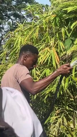 A person in a brown t-shirt and jeans is watering plants with a black hose. The person is on the right side of the frame, facing away from the camera and towards the plants. The plants are lush and green, with some appearing to be bamboo. The background is out of focus and appears to be outdoors with sunlight. Part of another person or object, covered in black and white fabric, is visible in the foreground on the left side of the frame, obscuring the lower part of the first person and the ground. The person is holding the hose with their right hand and directing the water spray towards the base of the plants.