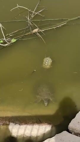 The video shows a pond with two turtles swimming in it. The water is green and murky, and there are some branches floating on the surface. A small fish swims between the turtles. The camera is looking down into the pond from the edge, where there are some rocks. A shadow is cast on the rocks.