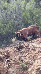 Goats graze rocky hillsides in Fethiye Turkey coastal area