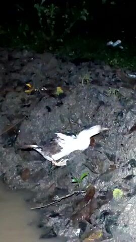 The video depicts a white and gray duck, likely a juvenile, pecking at the muddy ground near a body of water. The mud is dark and wet, with scattered leaves and debris. The background is dark, suggesting the scene is either at night or in a shaded area. The duck appears to be searching for food in the mud.