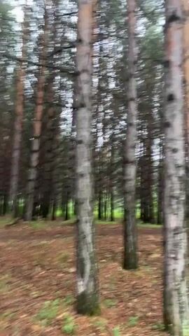 The video shows a walk through a pine forest. The ground is covered in pine needles and some green moss. Tall, thin pine trees are visible, with a dense canopy of green needles overhead. The light is dim, suggesting an overcast day or a shaded area of the forest. The camera is moving, giving a sense of exploration.
