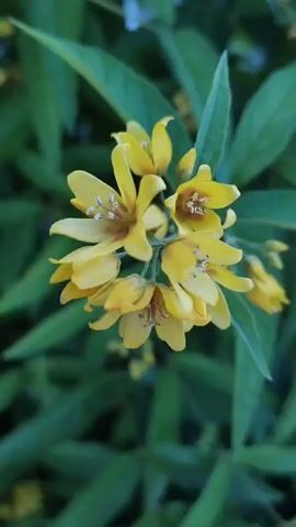 The media file is a close-up, vertical video of a cluster of small, yellow flowers with green leaves in the background. The flowers have five petals and appear to be in bloom. The leaves are long and slender, and their green color suggests a natural, outdoor setting. The lighting is soft, indicating it might be early morning or late afternoon. The focus is sharp on the flowers, with the background slightly blurred, creating a shallow depth of field. There is no discernible activity or event taking place; the focus is purely on the botanical subject. No text is visible in the video. Given the location context of Polatsk, Belarus, it is likely a scene from a garden or park during the warmer months when these flowers would be in season. The overall mood is serene and natural.
